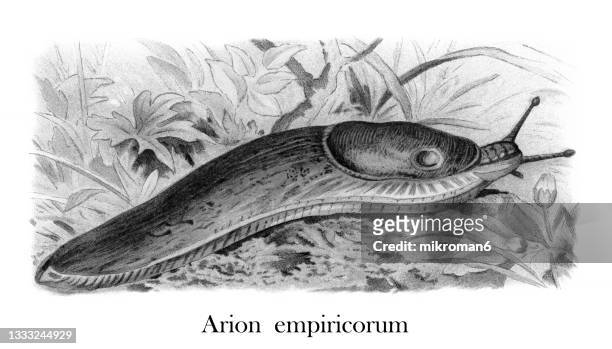 old chromolithograph illustration of dusky arion snail (arion fuscus) - 肝吸虫 ストックフォトと画像