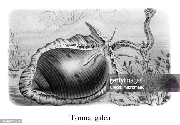 old chromolithograph illustration of giant tun (tonna galea, dolium galea) - escólex imagens e fotografias de stock