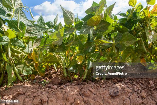 green peas in the plant - a summery scene - plant breeding stock pictures, royalty-free photos & images