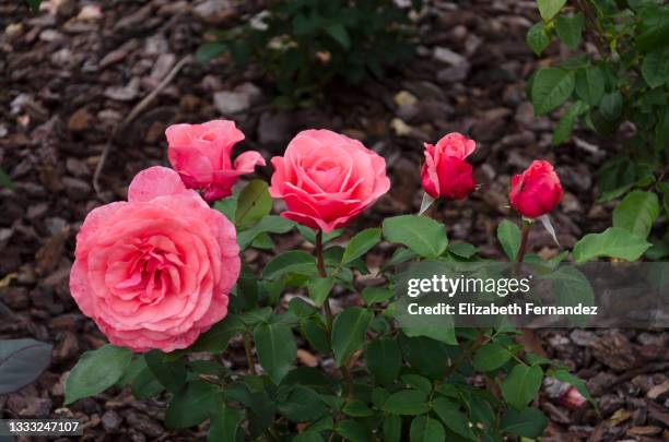 Spanish Red Roses 37,249 Spanish Rose Stock Photos, High-Res Pictures, and Images - Getty ...