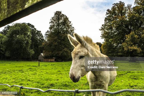 donkey in a meadow near a farm gate - mules ストックフォトと画像