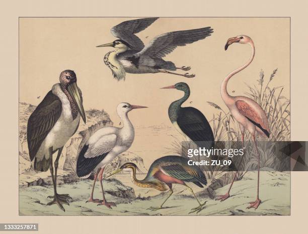 stockillustraties, clipart, cartoons en iconen met wading birds and flamingoes, hand-colored chromolithograph, published in 1882 - ooievaar