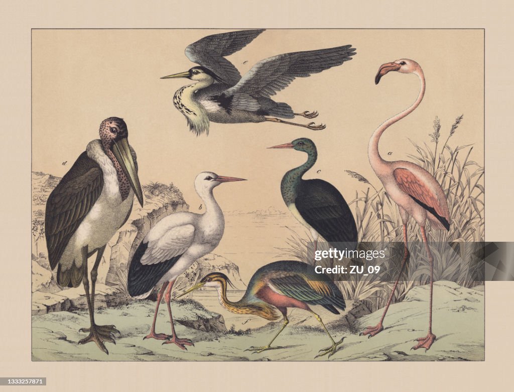 Wading birds and Flamingoes, hand-colored chromolithograph, published in 1882