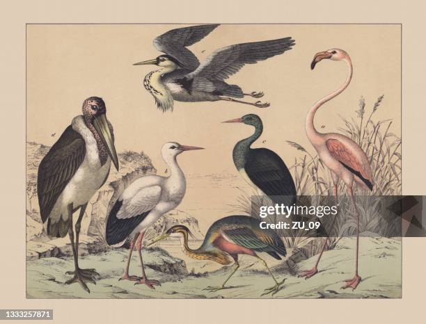 wading birds and flamingoes, hand-colored chromolithograph, published in 1882 - ardea cinerea stock illustrations