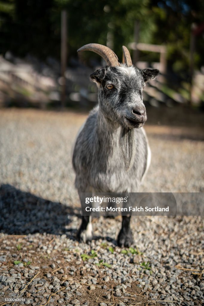 A Pygmy Goat Up Close In Tangen Norway High-Res Stock Photo - Getty Images