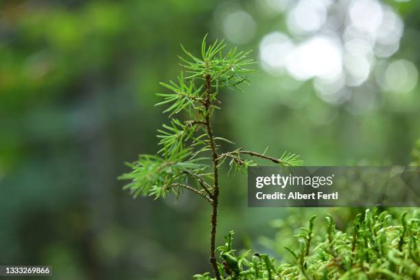 fichtenschössling - pine seedling stock pictures, royalty-free photos & images