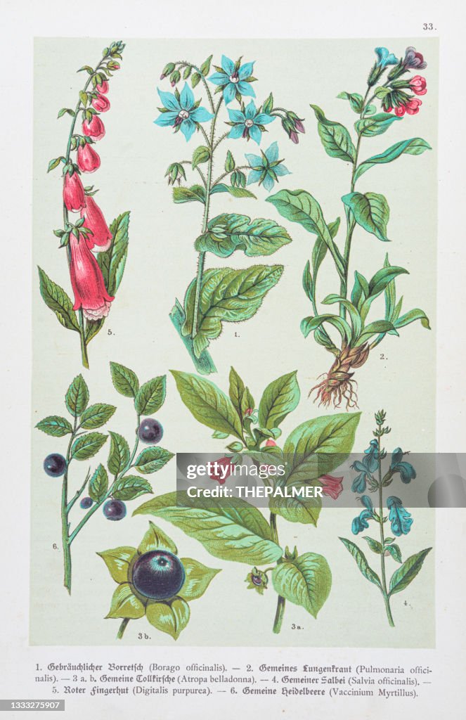 Borage, Lungwort, Belladonna, Sage, Foxgloves, Blueberry illustration 1888