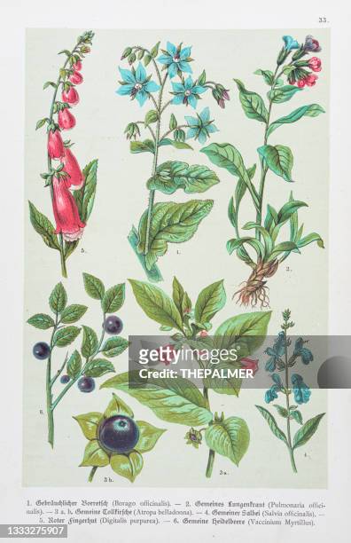 borage, lungwort, belladonna, sage, foxgloves, blueberry illustration 1888 - artemisia stock illustrations