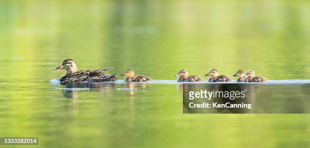 mallard mother and ducklings on a springtime pond - ducklings bildbanksfoton och bilder