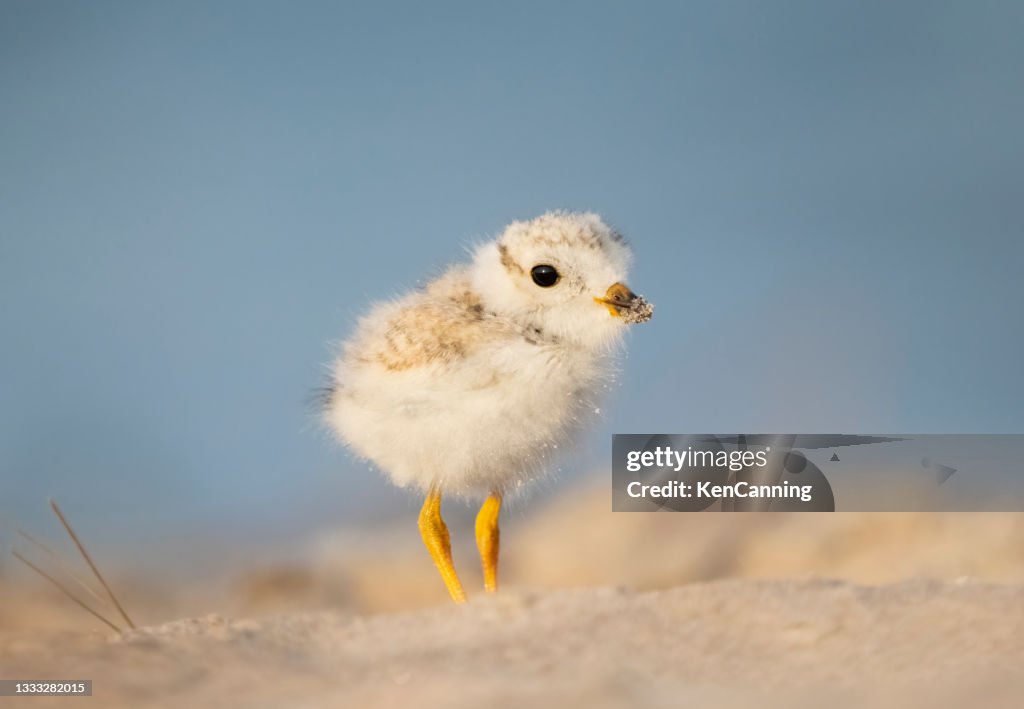 Juvenile Piping Plover on a Sandy Beach