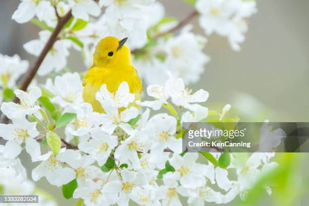 reinya amarilla encaramada entre las flores del manzano - chipe amarillo fotografías e imágenes de stock