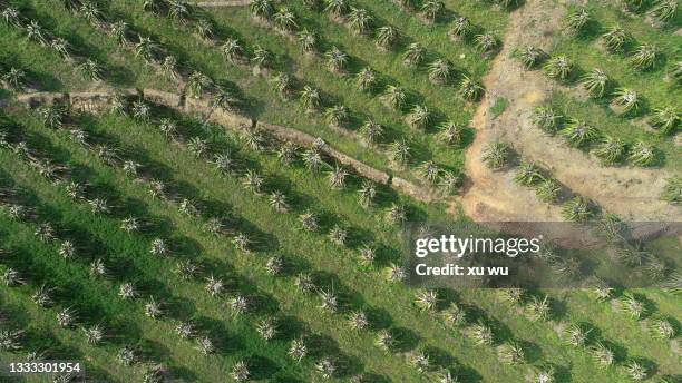 farm dragon fruit tree - röd pitahayafrukt bildbanksfoton och bilder