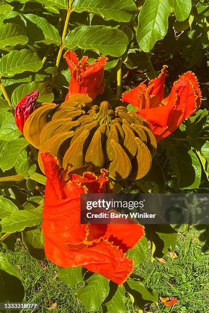 bud on african tulip tree, arcadia - african tulip tree stock-fotos und bilder