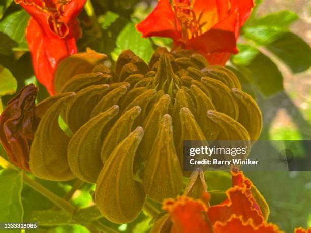 bud on african tulip tree, arcadia - african tulip tree stock-fotos und bilder