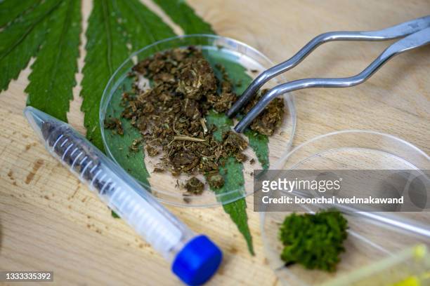 cannabis herb research - san salvador stock pictures, royalty-free photos & images