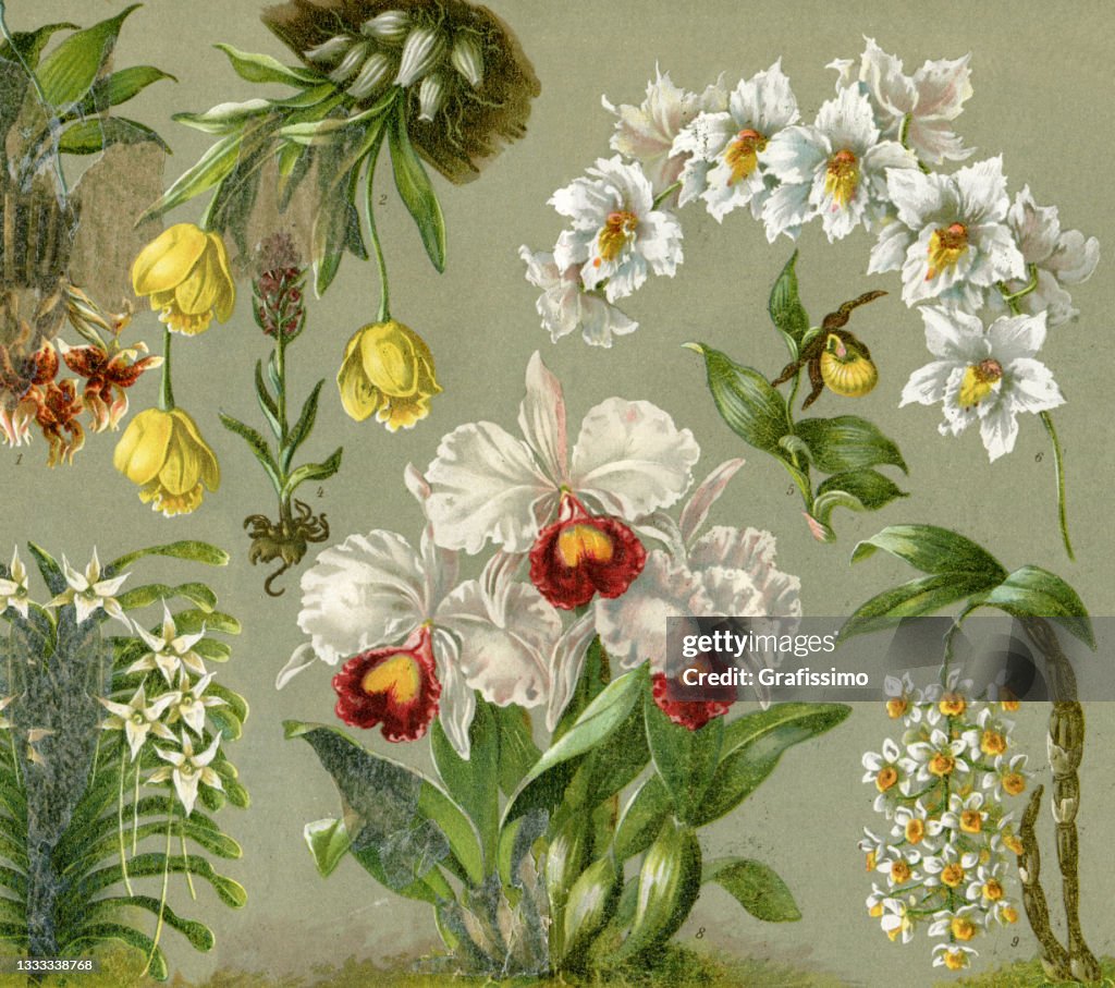 Different orchid flower arrangement 1898