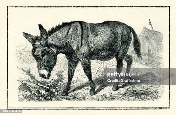 illustrazioni stock, clip art, cartoni animati e icone di tendenza di asino asinus asino selvaggio 1898 - donkey