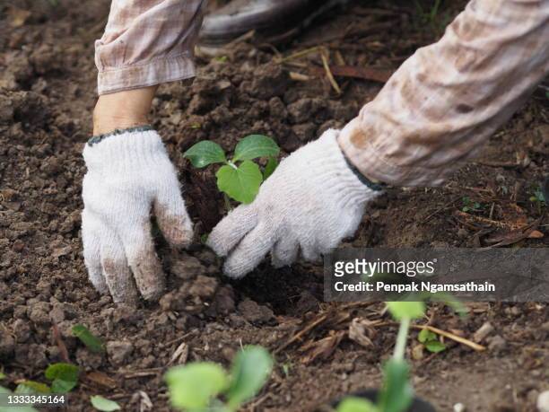 hand woman planting a tree in the ground, little green tree - sow stock-fotos und bilder