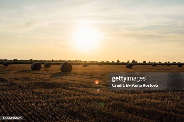 bales of hay in sunset light - hungary landscape stock pictures, royalty-free photos & images