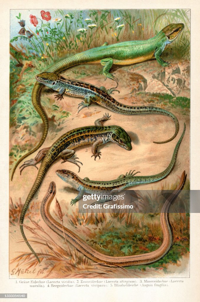 Different lizards and slow worm 1898