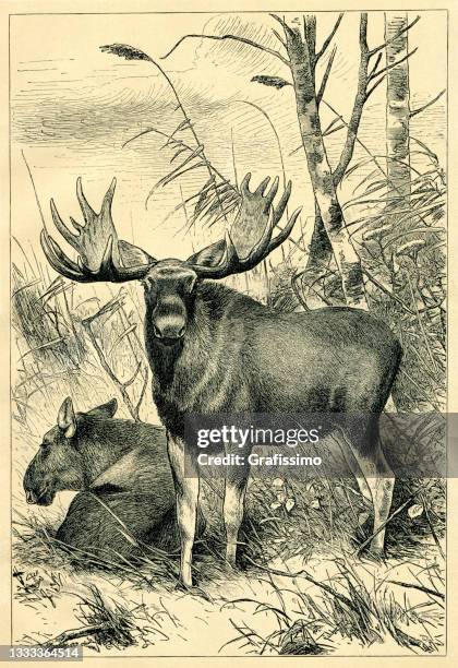 stockillustraties, clipart, cartoons en iconen met moose or elk in the forest engraving 1898 - elk
