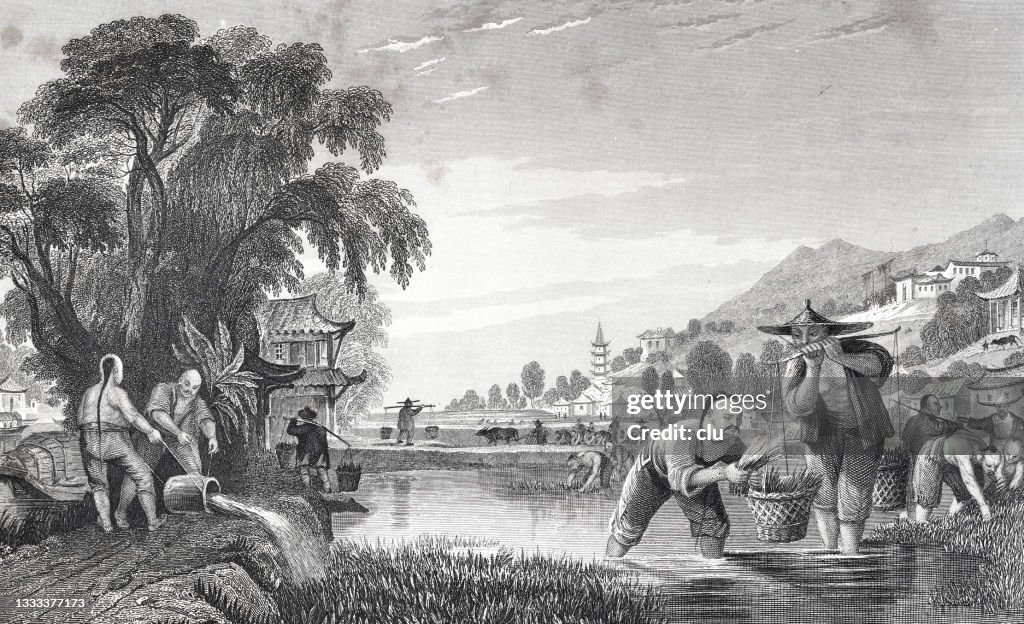 Rice planting in China