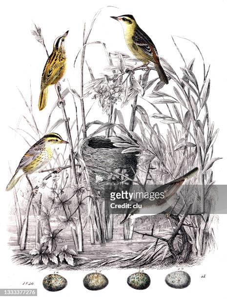 reed warbler - bird's nest stock illustrations