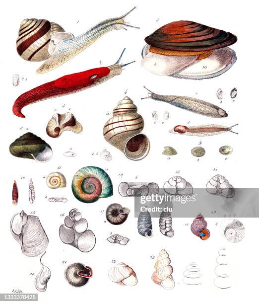 mussels and snails - snail stock illustrations