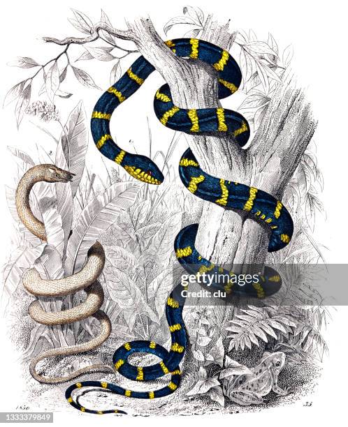 Snake Ina Tree Drawing 77 Snake In A Tree Cartoon Stock Photos, High-Res Pictures, and Images ...
