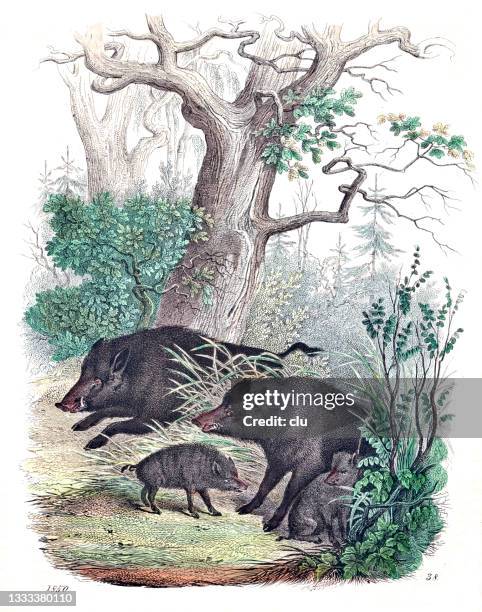 wildschweinfamilie im wald - wild boar stock-grafiken, -clipart, -cartoons und -symbole