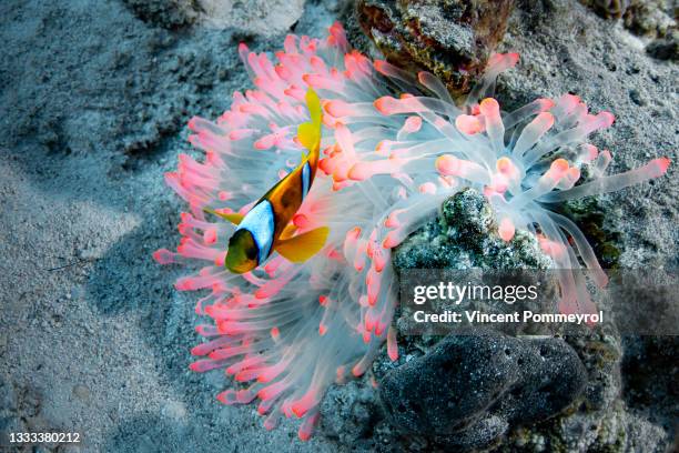 sea anemone and clown fish - hoornkoraal stockfoto's en -beelden