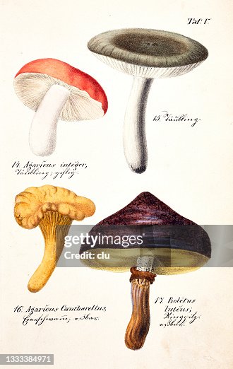 Mushrooms: Agaricus cantharelius, - integer, Boletus luteus Mushrooms: Agaricus cantharelius, - integer, Boletus luteus