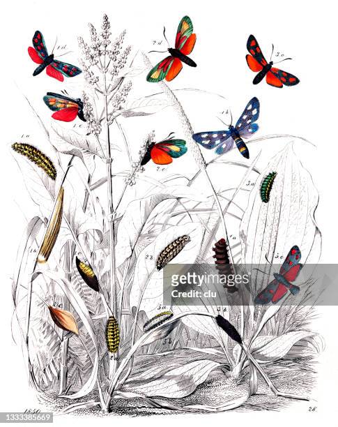 moth-like swarmers - botany sketch stock illustrations