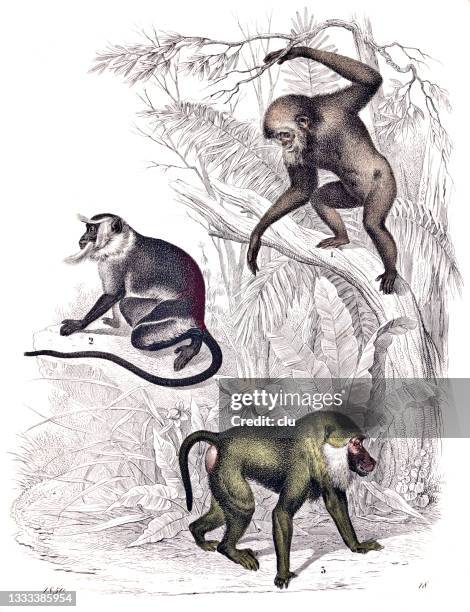 gibbon, monkey and bear baboon - baboon stock illustrations