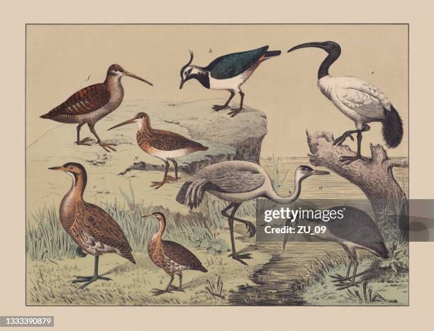 ilustrações de stock, clip art, desenhos animados e ícones de wading birds (ciconiiformes), hand-colored chromolithograph, published in 1882 - water bird