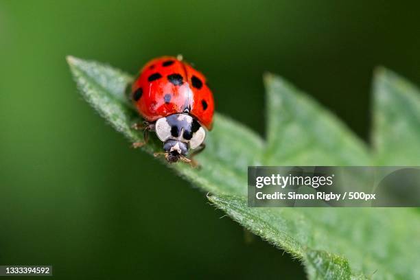 close-up of ladybug on leaf,west sussex,united kingdom,uk - coccinella stockfoto's en -beelden