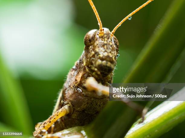 close-up of grasshopper on plant - sujo bildbanksfoton och bilder