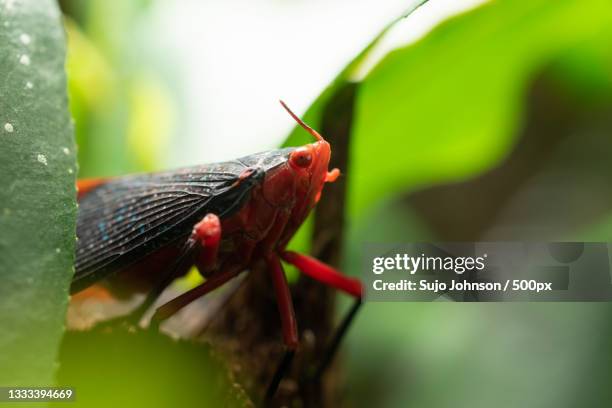 close-up of insect on leaf - sujo bildbanksfoton och bilder