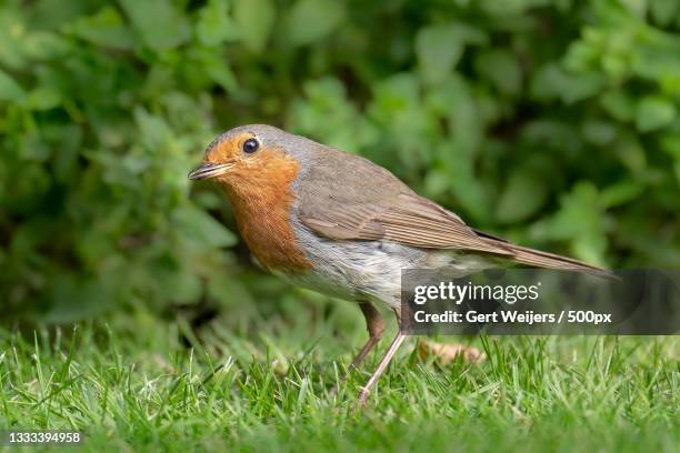 close-up of songrobin perching on grassy field,netherlands - thuis stock pictures, royalty-free photos & images