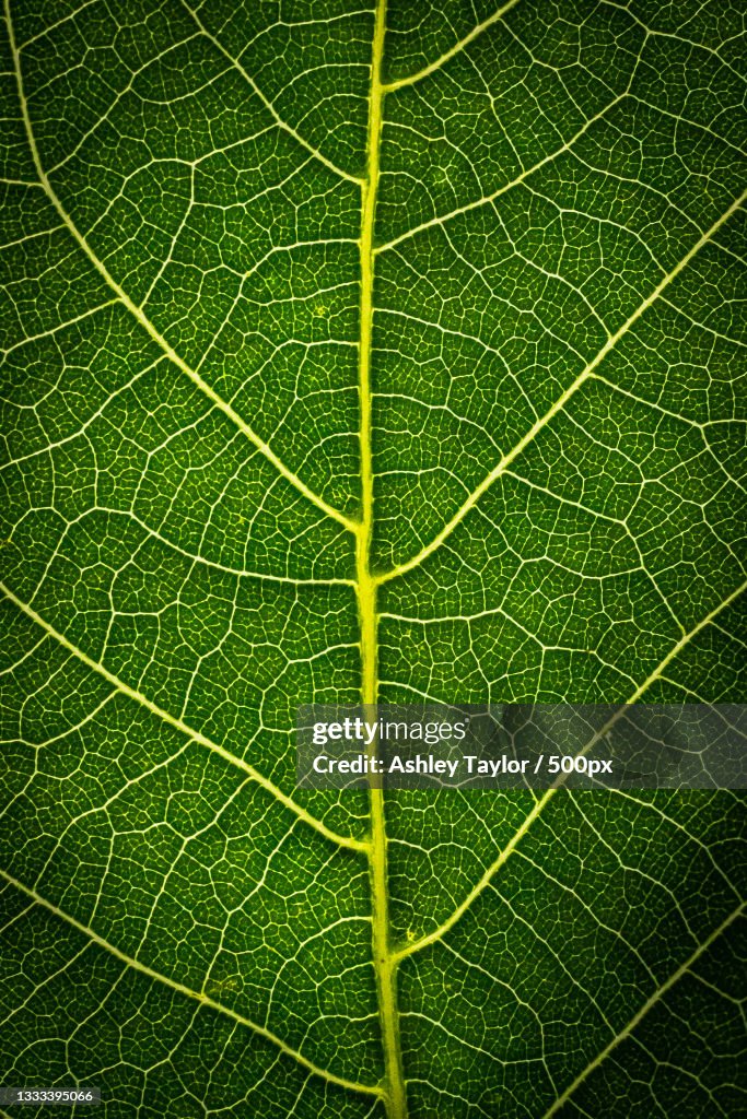 Full frame shot of leaf
