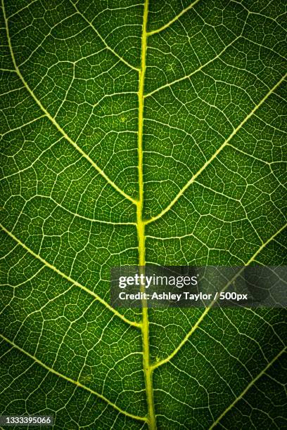 full frame shot of leaf - leaf vein stock pictures, royalty-free photos & images