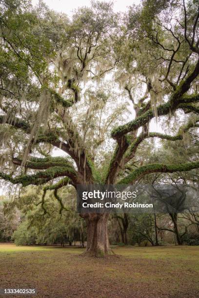 majestic oak tree - live oak tree stock pictures, royalty-free photos & images