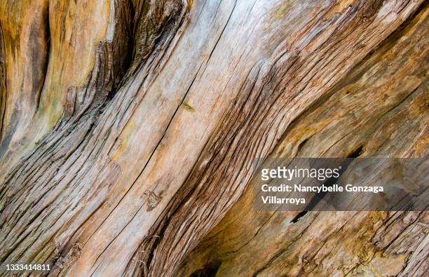 texture and pattern of old tree trunk - holzmaserung stock-fotos und bilder