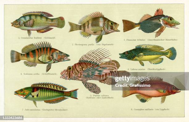 wrasse ray-finned fish lionfish and other colourful fish drawing 1898 - ray finned fish stock illustrations