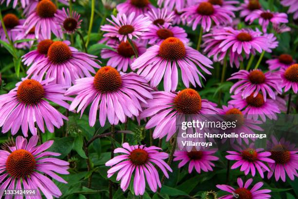 bright echinacea pink coneflowers - equinácea fotografías e imágenes de stock