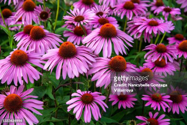 bright echinacea pink coneflowers - coneflower stock pictures, royalty-free photos & images