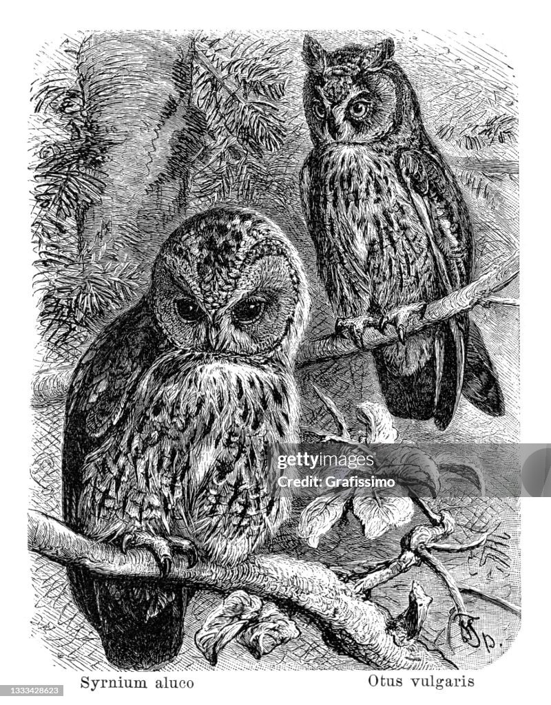 Buho barrado y long-eared que se sienta en el árbol que dibuja 1898