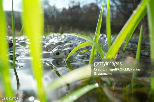 common frog (rana temporaria), spawning among grass on floodplain, velbert, north rhine-westphalia, germany - desovar imagens e fotografias de stock