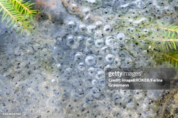common frog (rana temporaria), spawning in riparian vegetation, eifel national park, north rhine-westphalia, germany - tree frog stock pictures, royalty-free photos & images