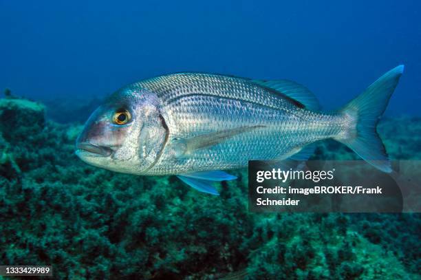 Porg Fish 41 Red Porgy Stock Photos, High-Res Pictures, and Images - Getty Images